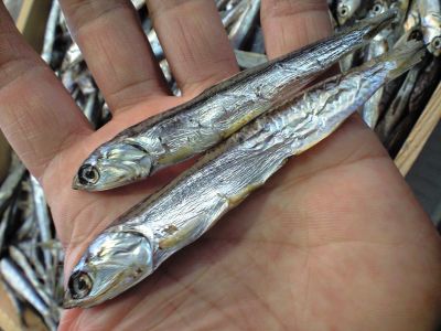 ホタレ 1匹1匹はこんなサイズです