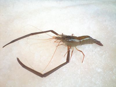 手なげー 手が長いからテナガエビ。つまんない名前。