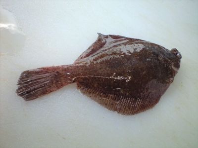 高知御畳瀬どれメイタカレイ 高知御畳瀬どれメイタカレイ